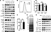 4E-BP1–independent cell growth of Raptor-deficient AML cells.