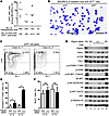 mTORC1-independent long-term survival of AML cells in vivo.