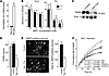 Microglial PGRN deficiency increases the death of cultured neurons.