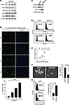 Nanog confers stem-like properties as well as a growth and survival advanta