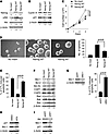 The transcriptional function of Nanog is required for it to induce a stem-l