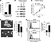 Nanog triggers the Akt pathway through upregulation of the Akt activator pr