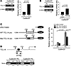 Nanog is a transcriptional activator of Tcl1a.