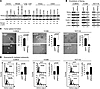 Nanog promotes a stem-like and immune-resistant phenotype in multiple types