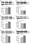 Fasting-induced changes in glial proteins.