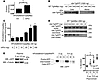 Secretory rescue and stabilization of mutant proinsulin or Tg by their WT c