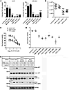 The WNT5A receptors FZD7 and RYK promote melanoma cell growth and AKT phosp