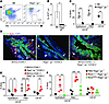 ILC2s mediate IL-33–induced cholangiocyte proliferation.