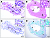 Long-term administration of IL-33 promotes epithelial metaplasia.