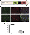 NAFLD mononuclear polyploid cells are able to reenter the cell cycle.