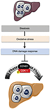 Proposed model for the role of oxidative stress in liver polyploidization d