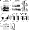 miR-26a stimulates insulin signaling.