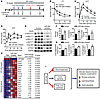 Silencing of miR-26a aggravates obesity-induced metabolic complications.