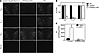 Loss of Gqα and G11α expression in the PVNs of PVNGq/11KO mice.