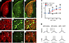 Histomolecular and electrophysiological validation of hM3Dq.