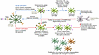 Acute versus chronic activation of microglia in AD.