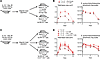 γδ T cells from draining LNs confer protection.