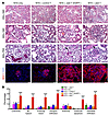 Histopathological analysis of mouse kidneys.