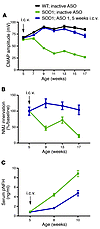 One single i.c.v. injection of SOD1 ASO extensively preserves neuromuscular