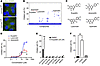 Identification of compounds that rescue ciliogenesis defects caused by CEP2