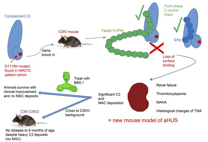 graphical abstract