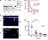 Initial characterization of C3KI mice.