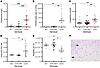 Further characterization of the C3KI mice.