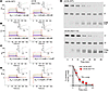 Molecular basis of complement dysregulation in C3KI mice.