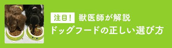 獣医師が解説ドッグフードの正しい選び方