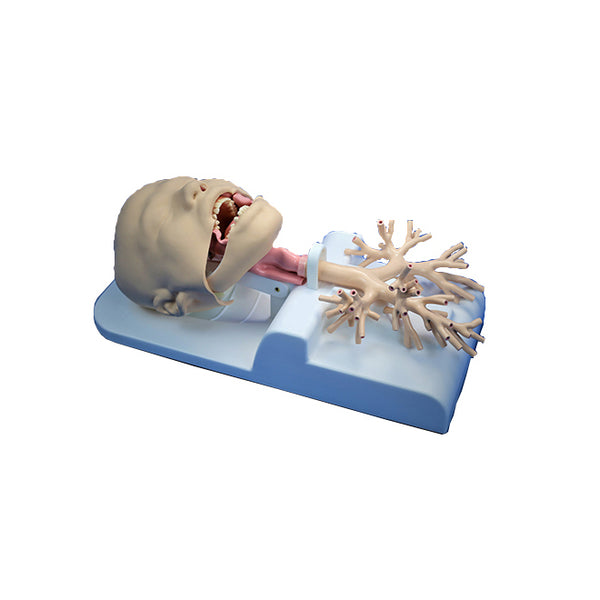 Bronchoscopy Training Model - Dr Wong Anatomy