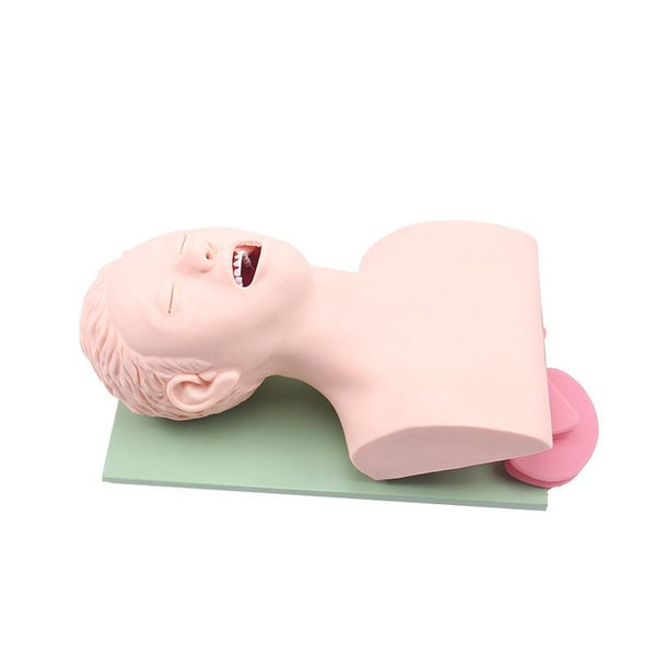 Adult Airway Management Trainer - Dr Wong Anatomy