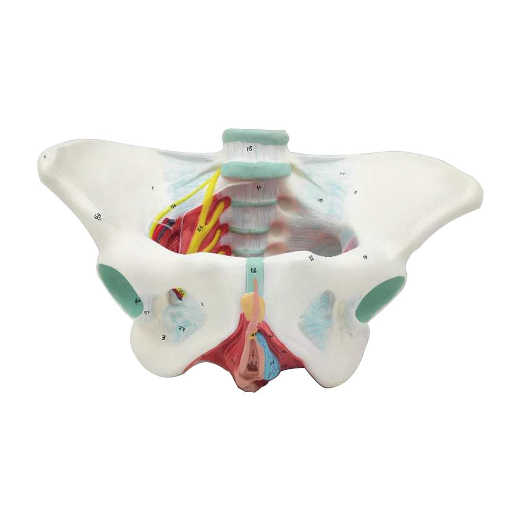 Female Pelvic Floor Model, Life-Size - Dr Wong Anatomy