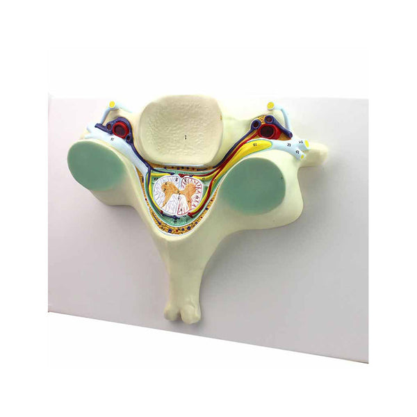 5th Cervical Vertebra Model, 7X Life-Size - Dr Wong Anatomy