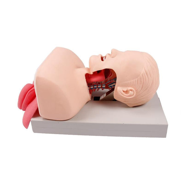 Airway Management Trainer - Dr Wong Anatomy