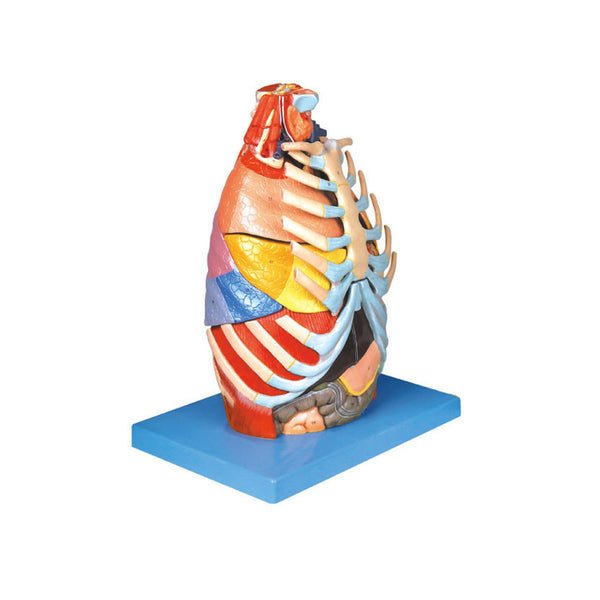 Thorax Model, 17 Parts - Dr Wong Anatomy