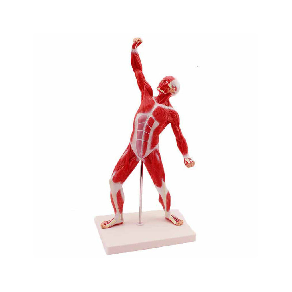 Human Muscular Figure Anatomy Model - Dr Wong Anatomy