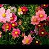 pinkflowers01
