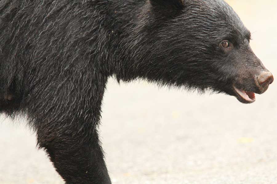 全国各地で相次ぐクマ被害（写真はイメージ）【写真：写真AC】