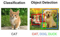 Image classification and object detection