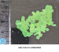 東北大、多細胞体の自己組織化を活用した分子ロボット製造手法を開発