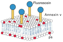 Phosphatidylserine Extemalization