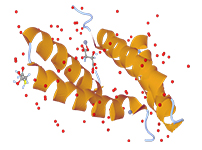 Caspase Assay