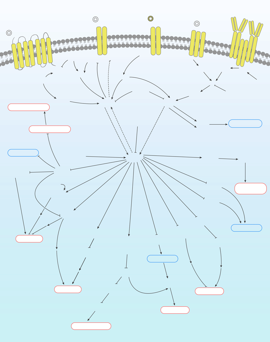 Akt/PKB Signaling Pathway