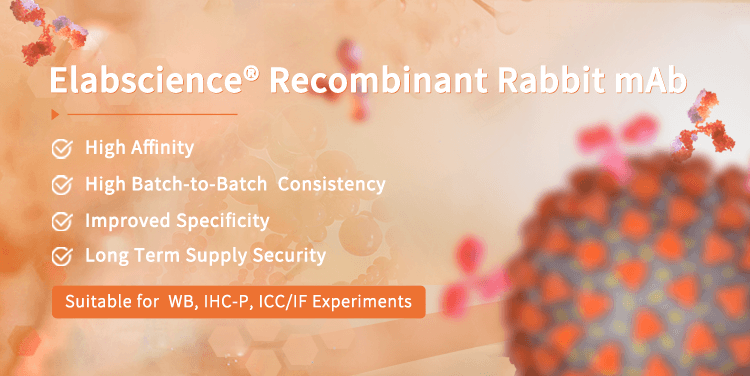 Recombinant rabbit mAb