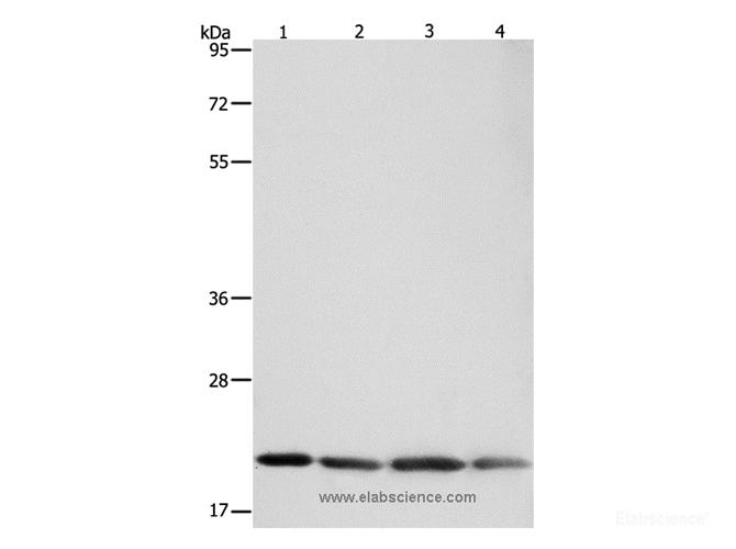 polyclonal antibody-Elabscience