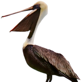 another pelican