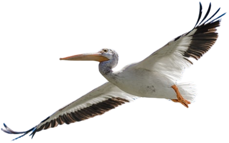 a pelican