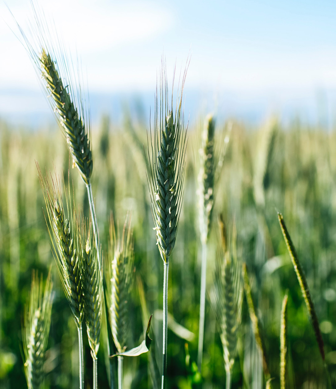 Field of wheat