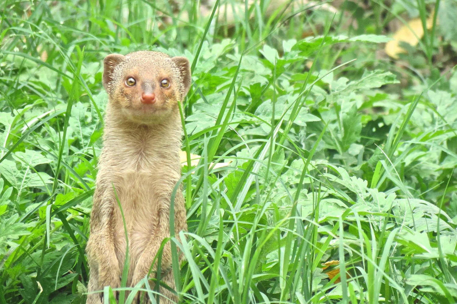 A mongoose pokes it head up from the grass.