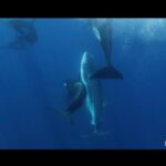 Orcas Hunting Whale Shark